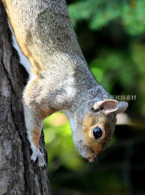 灰松鼠爬下树干的图片(Sciurus carolinensis)